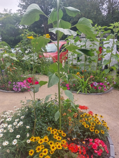 St Wilfrid's Community Garden